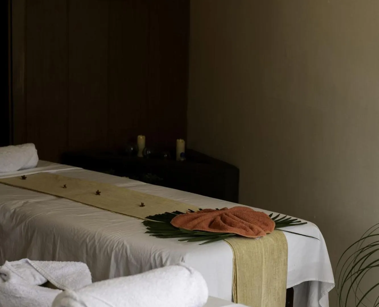 Bufo Alvarius Tulum Otel