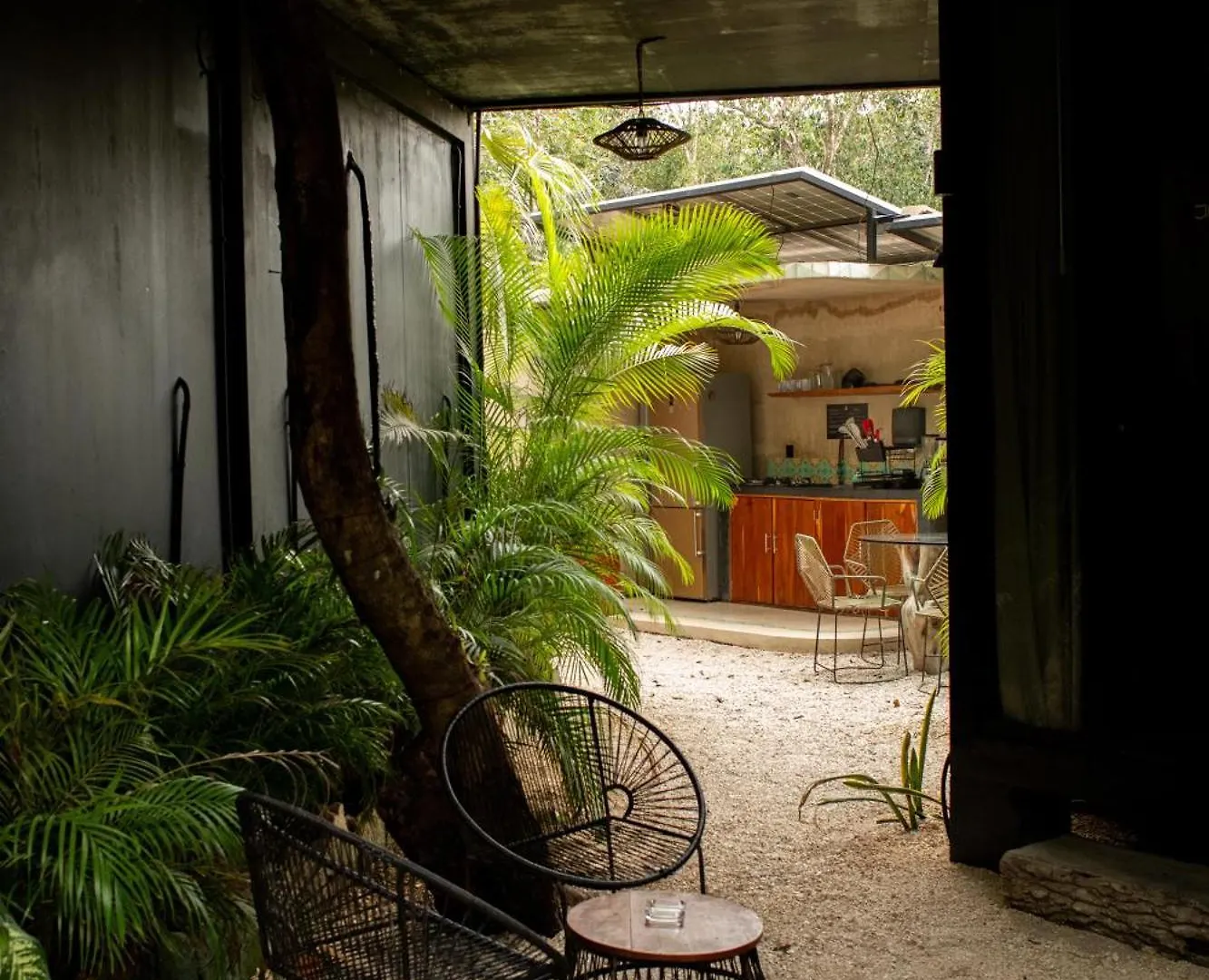 Bufo Alvarius Tulum 2*,